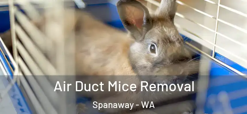 Air Duct Mice Removal Spanaway - WA